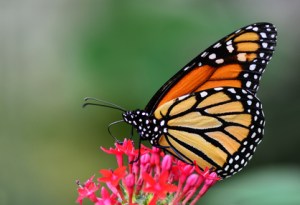 monarch butterfly